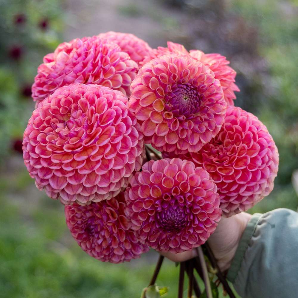 Dahlia 'Caitlin's Joy'